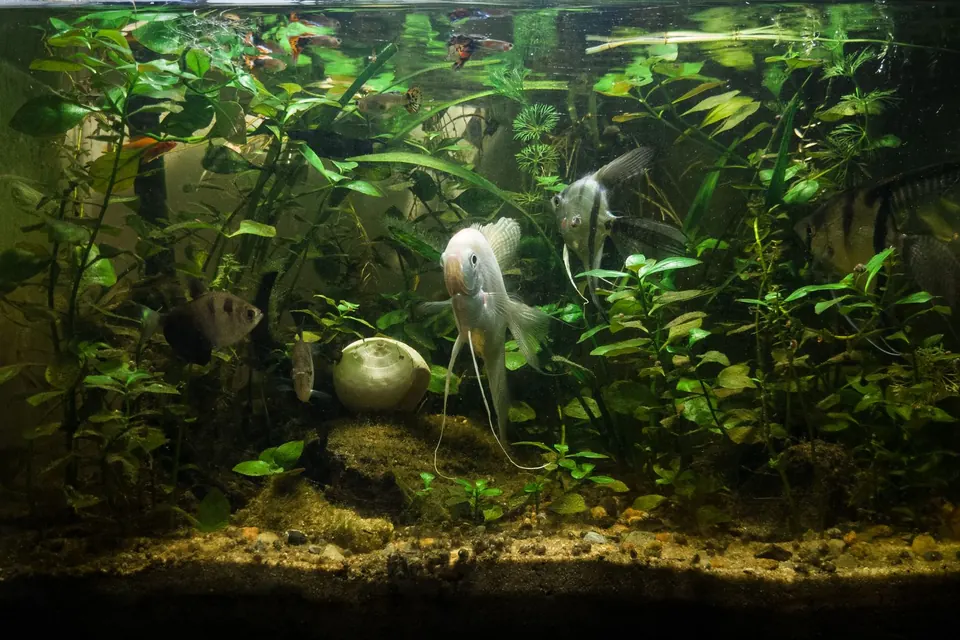 Aquariumtransport in Villach: bepflanztes Aquarium vor der Transportvorbereitung